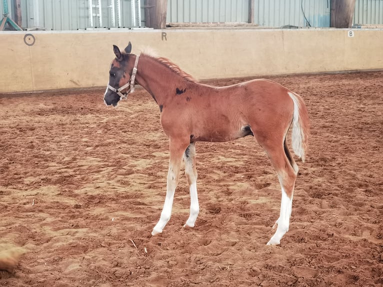 Duitse rijpony Hengst 1 Jaar Donkere-vos in Frankenberg (Eder)