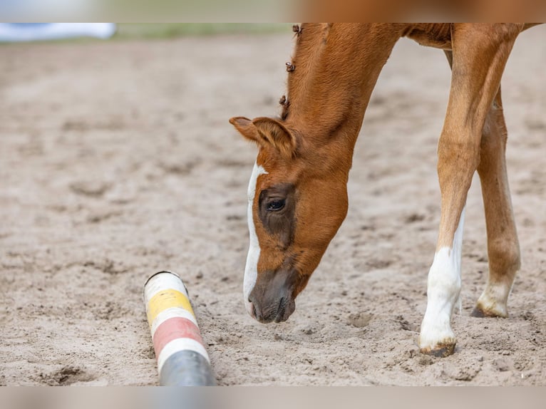 Duitse rijpony Hengst 1 Jaar Donkere-vos in Varel Jethausen