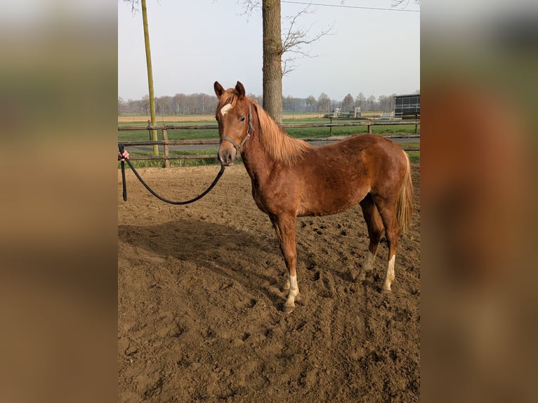 Duitse rijpony Hengst 1 Jaar Donkere-vos in Vreden