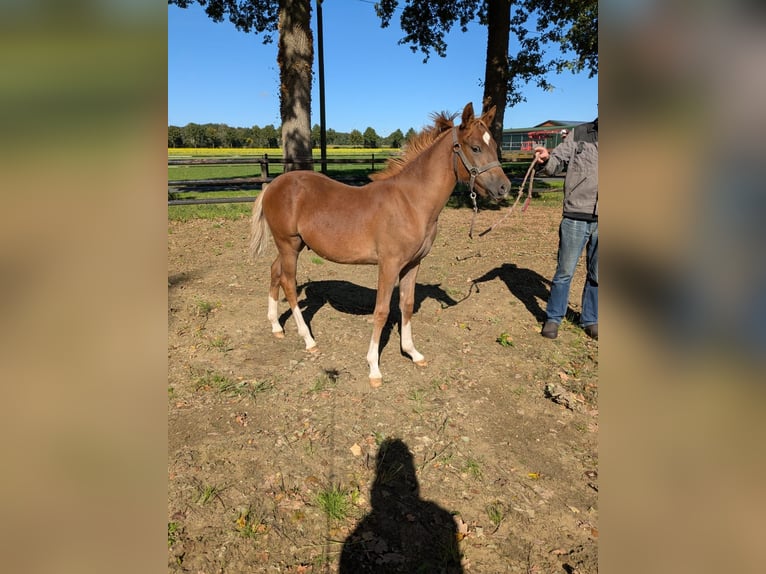 Duitse rijpony Hengst 1 Jaar Donkere-vos in Vreden