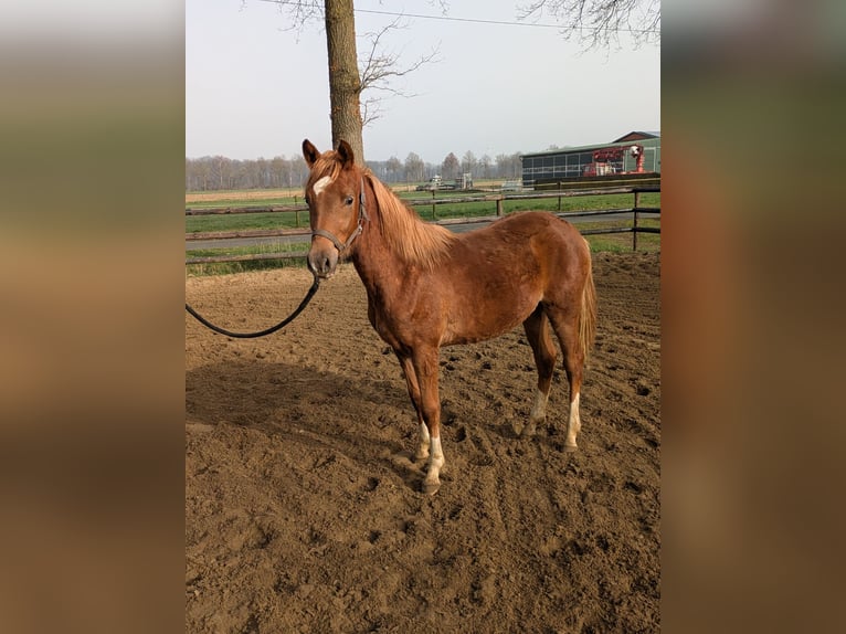 Duitse rijpony Hengst 1 Jaar Donkere-vos in Vreden