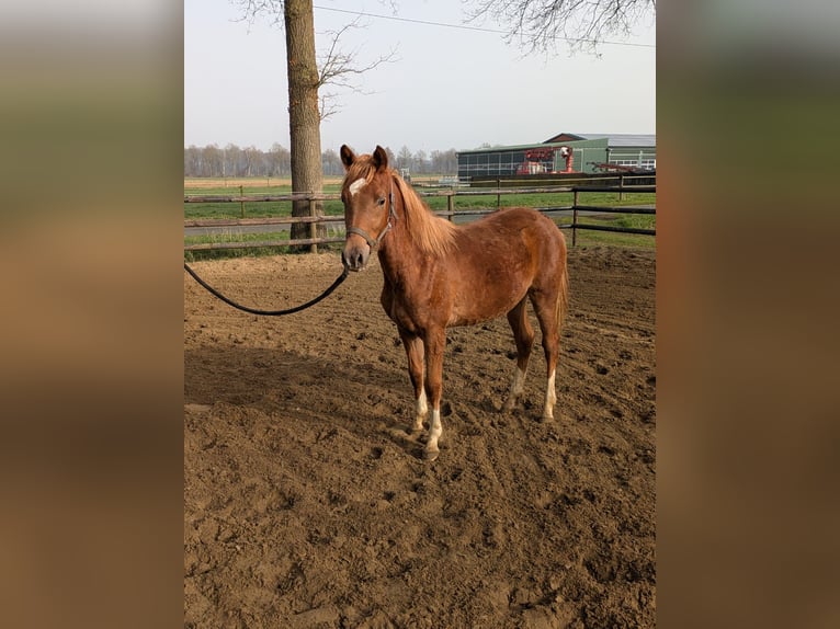 Duitse rijpony Hengst 1 Jaar Donkere-vos in Vreden