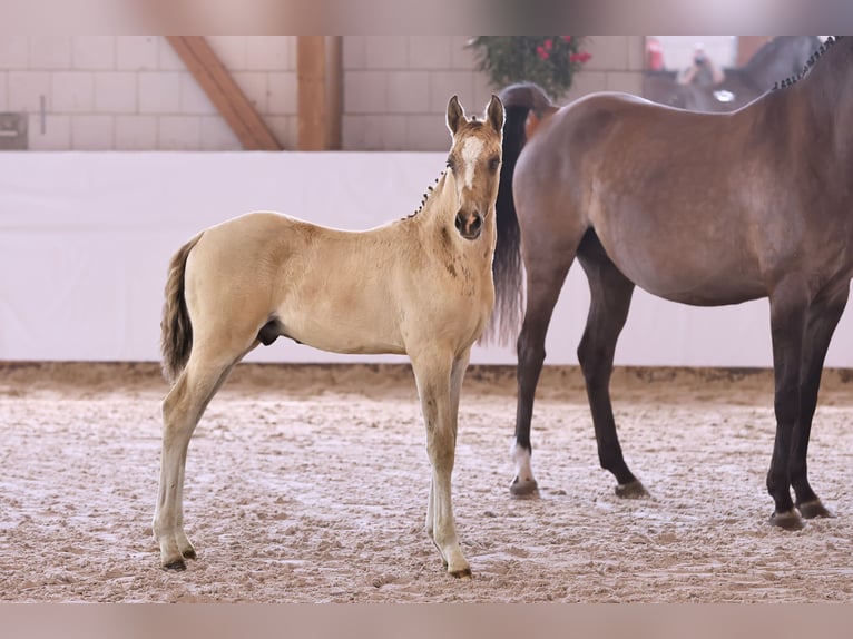 Duitse rijpony Hengst 1 Jaar in Kloster Lehnin