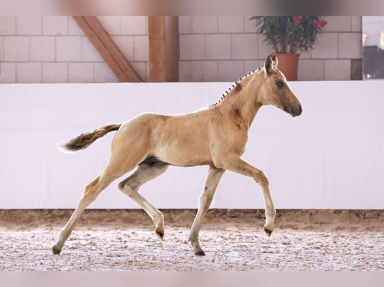 Duitse rijpony Hengst 1 Jaar in Kloster Lehnin