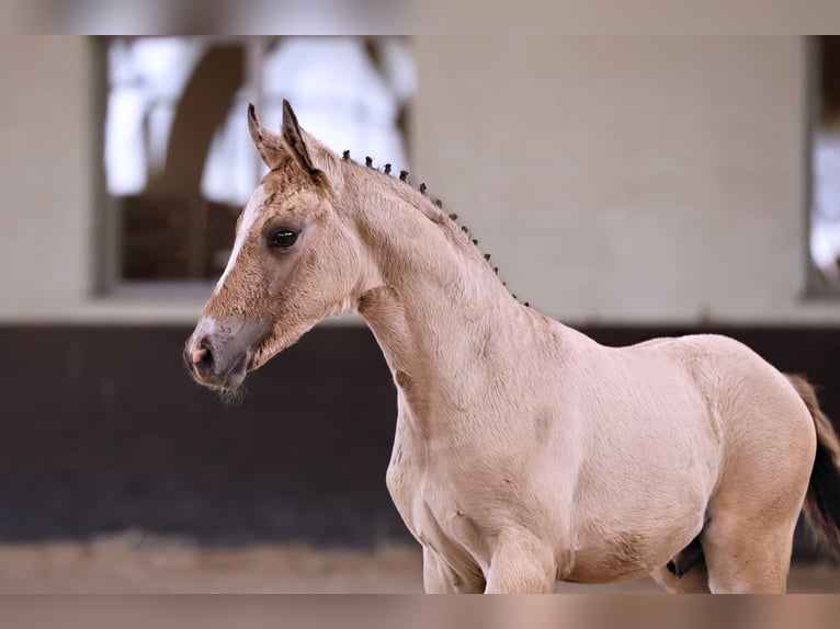 Duitse rijpony Hengst 1 Jaar in Kloster Lehnin