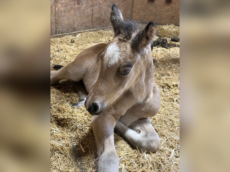 Duitse rijpony Hengst 1 Jaar Falbe in Aitrang
