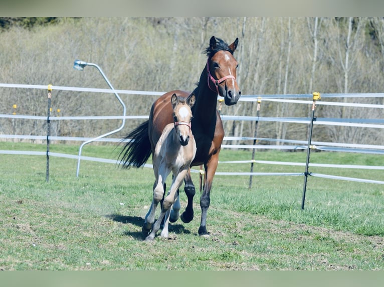 Duitse rijpony Hengst 1 Jaar Falbe in Aitrang
