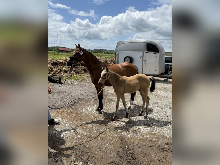 Duitse rijpony Hengst 1 Jaar Falbe in Aitrang