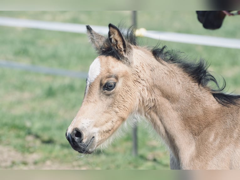 Duitse rijpony Hengst 1 Jaar Falbe in Aitrang