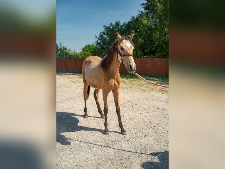 Duitse rijpony Hengst 1 Jaar Falbe in Aitrang
