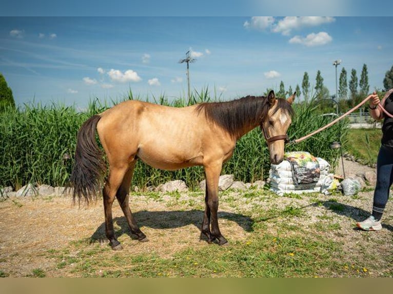 Duitse rijpony Hengst 1 Jaar Falbe in Aitrang