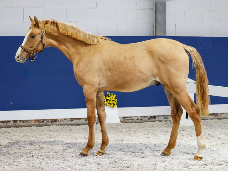 Duitse rijpony Hengst 1 Jaar Falbe in Marsberg
