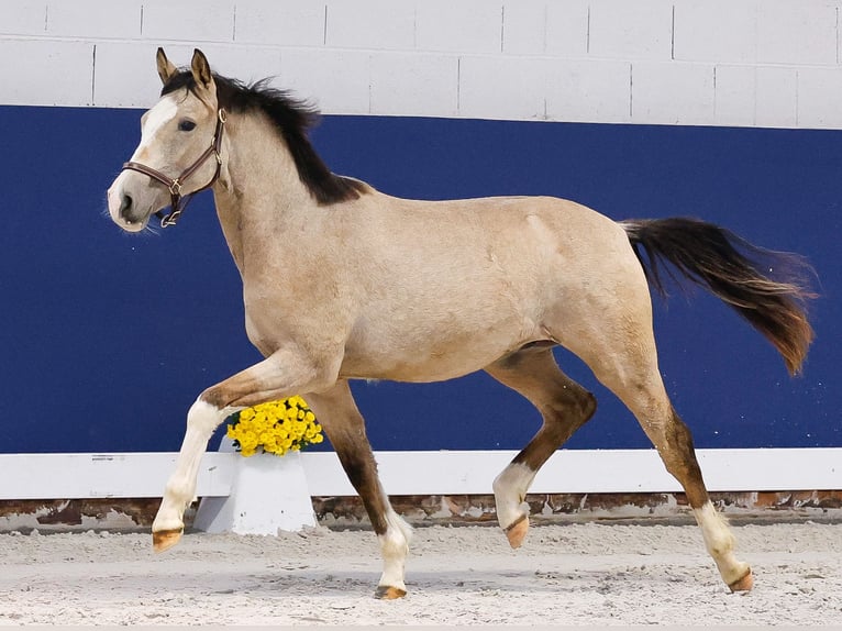 Duitse rijpony Hengst 1 Jaar Falbe in Marsberg