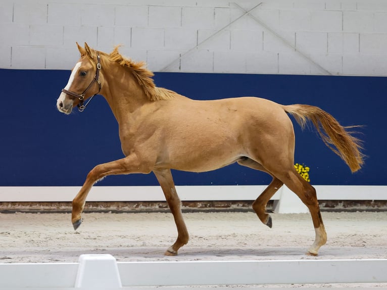 Duitse rijpony Hengst 1 Jaar Falbe in Marsberg