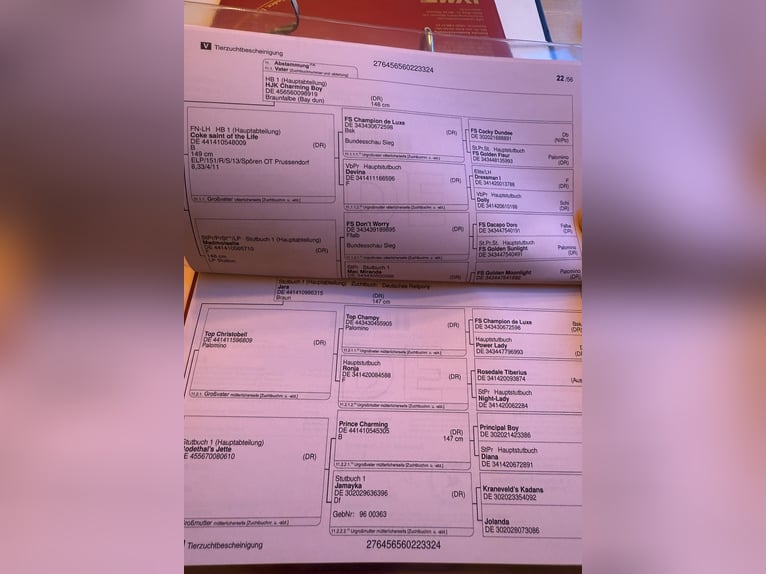 Duitse rijpony Hengst 1 Jaar Falbe in Einbeck