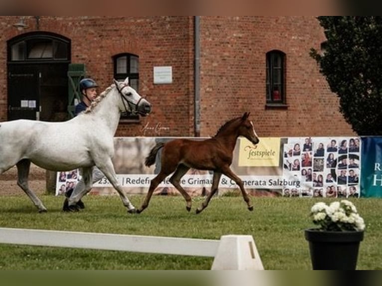 Duitse rijpony Hengst 1 Jaar Lichtbruin in Hagenow