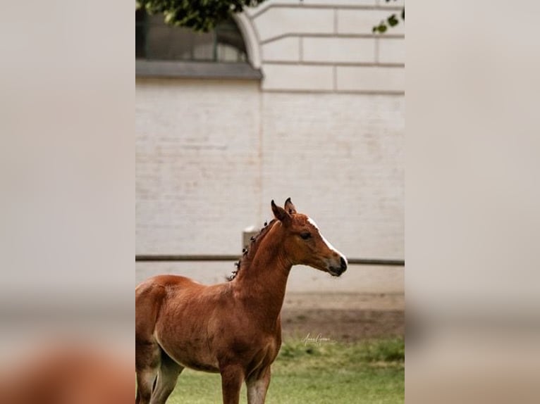 Duitse rijpony Hengst 1 Jaar Lichtbruin in Hagenow