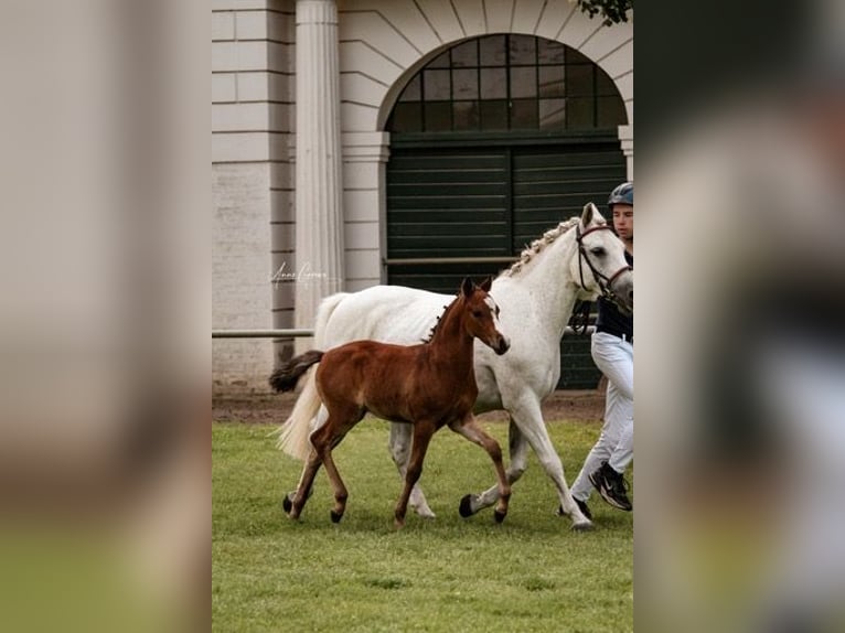 Duitse rijpony Hengst 1 Jaar Lichtbruin in Hagenow