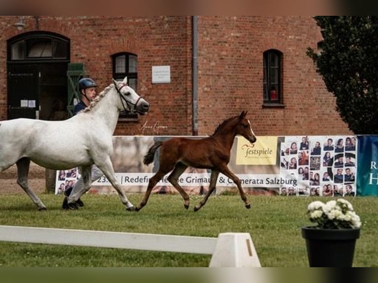 Duitse rijpony Hengst 1 Jaar Lichtbruin in Hagenow