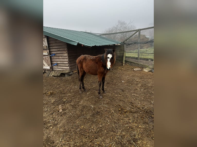 Duitse rijpony Hengst 1 Jaar Lichtbruin in Hagenow