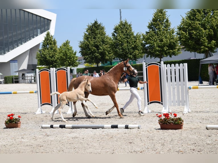 Duitse rijpony Hengst 1 Jaar Palomino in Selfkant