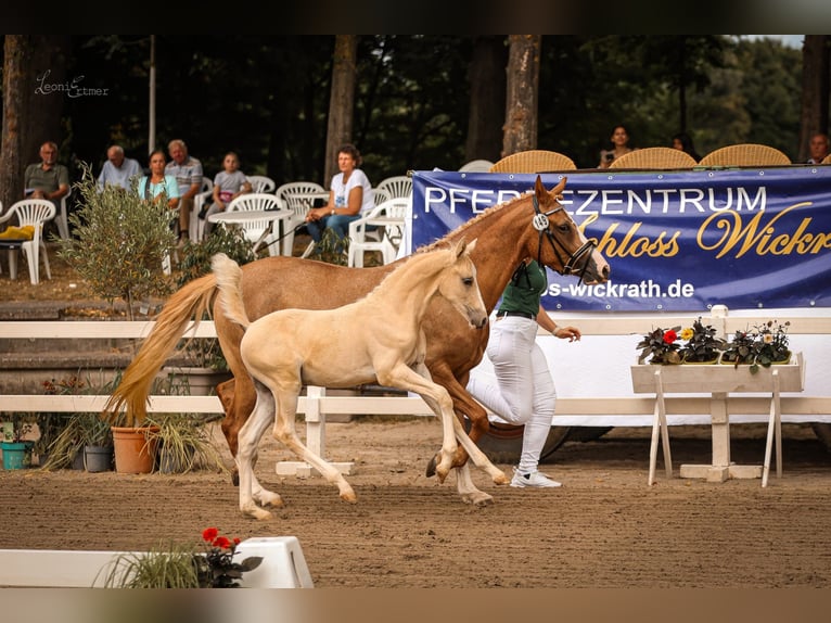 Duitse rijpony Hengst 1 Jaar Palomino in Selfkant