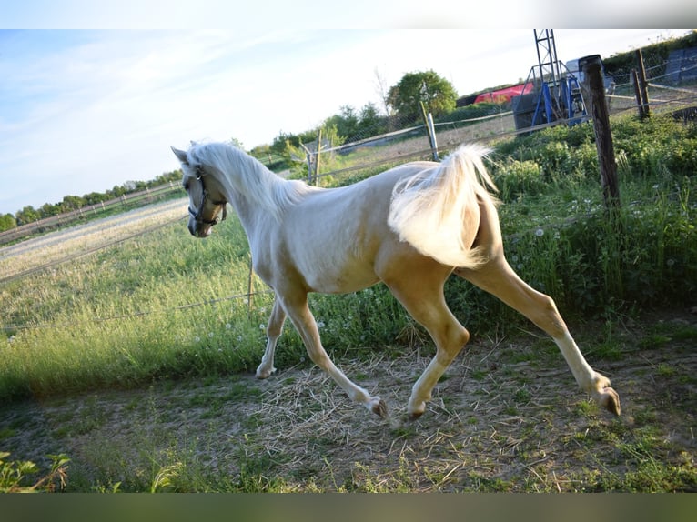 Duitse rijpony Hengst 1 Jaar Palomino in Selfkant