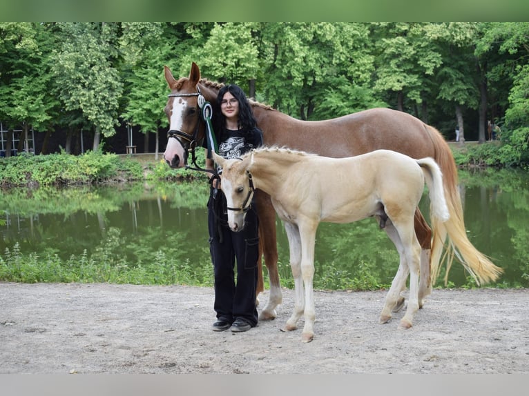 Duitse rijpony Hengst 1 Jaar Palomino in Selfkant