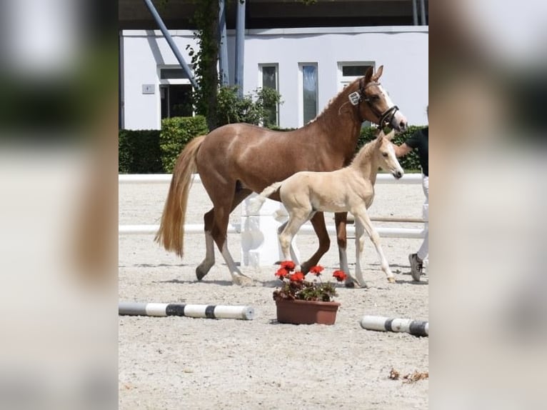 Duitse rijpony Hengst 1 Jaar Palomino in Selfkant