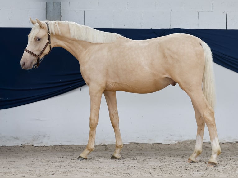 Duitse rijpony Hengst 1 Jaar Palomino in Marsberg
