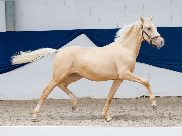 Duitse rijpony Hengst 1 Jaar Palomino in Marsberg