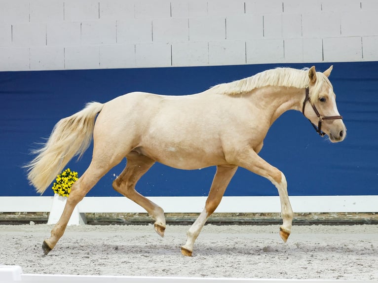 Duitse rijpony Hengst 1 Jaar Palomino in Marsberg