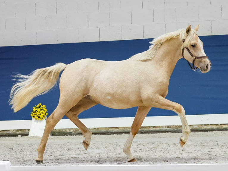 Duitse rijpony Hengst 1 Jaar Palomino in Marsberg