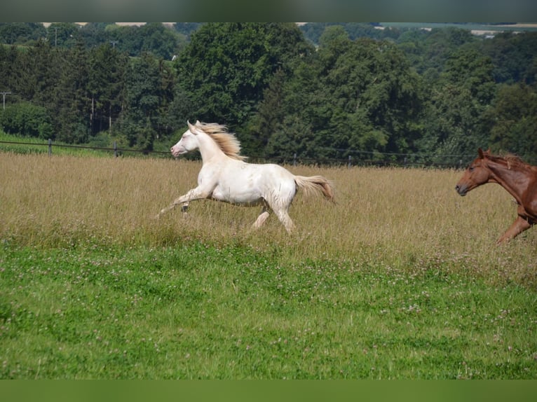 Duitse rijpony Hengst 1 Jaar Perlino in Münster