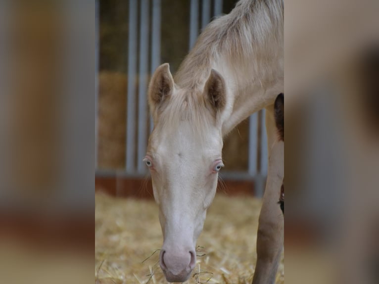 Duitse rijpony Hengst 1 Jaar Perlino in Münster