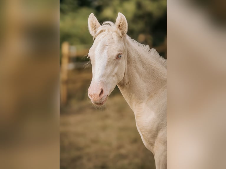 Duitse rijpony Hengst 1 Jaar Perlino in Springe