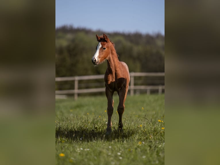 Duitse rijpony Hengst 1 Jaar Rood schimmel in Nusplingen