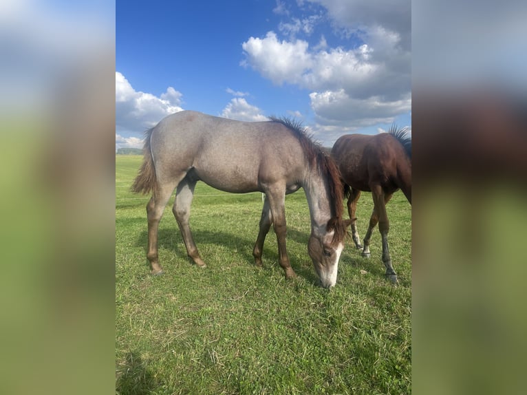 Duitse rijpony Hengst 1 Jaar Rood schimmel in Nusplingen