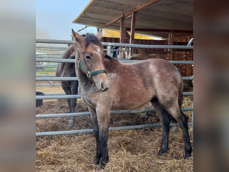 Duitse rijpony Hengst 1 Jaar Schimmel in ChüdenSalzwedel