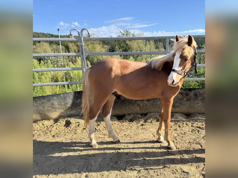 Duitse rijpony Hengst 1 Jaar Vos in Oberw&#xF6;bling