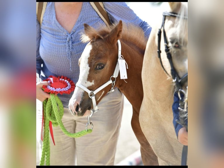 Duitse rijpony Hengst 1 Jaar Vos in Oberw&#xF6;bling