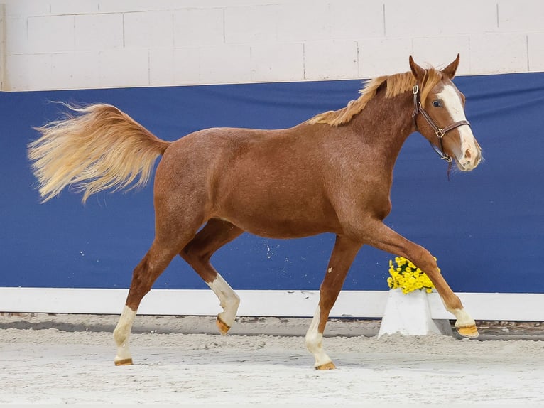 Duitse rijpony Hengst 1 Jaar Vos in Marsberg