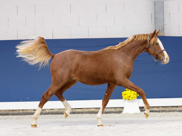 Duitse rijpony Hengst 1 Jaar Vos in Marsberg