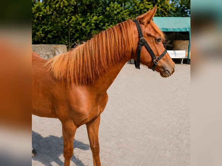 Duitse rijpony Hengst 1 Jaar Vos in Mülheim an der Ruhr