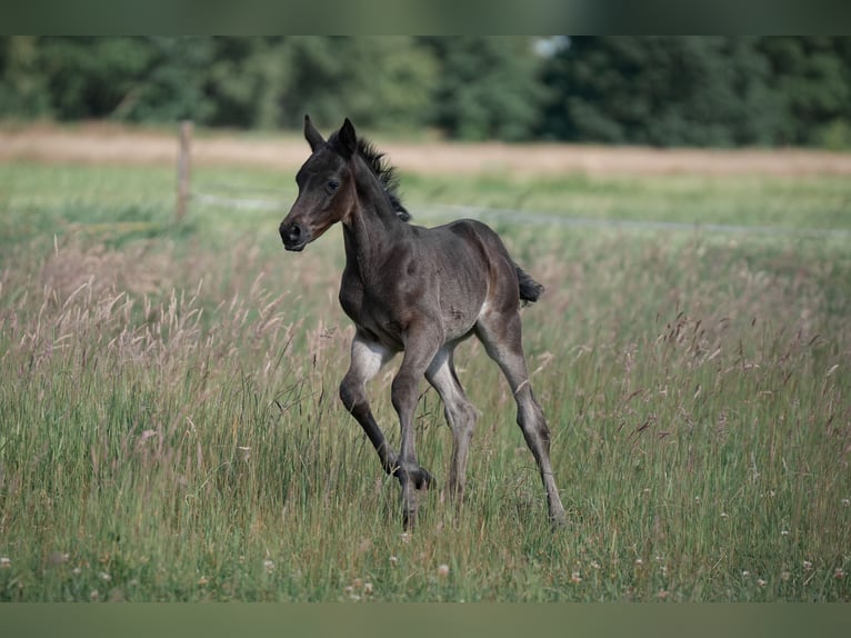 Duitse rijpony Hengst 1 Jaar Zwart in Buxtehude