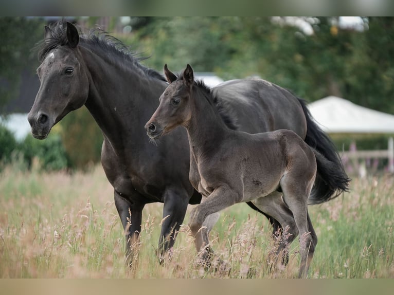 Duitse rijpony Hengst 1 Jaar Zwart in Buxtehude