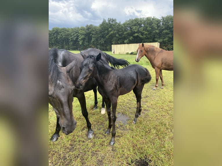 Duitse rijpony Hengst 1 Jaar Zwart in Buxtehude