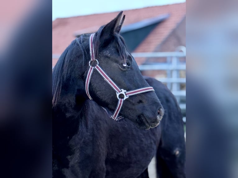 Duitse rijpony Hengst 1 Jaar Zwart in Einbeck