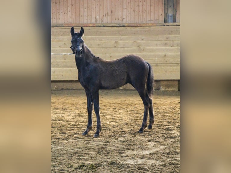 Duitse rijpony Hengst 1 Jaar Zwart in Einbeck