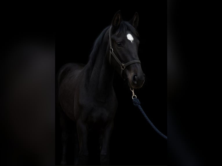 Duitse rijpony Hengst 1 Jaar Zwart in Bonitz